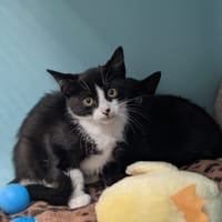 SHOGUN, chat à adopter