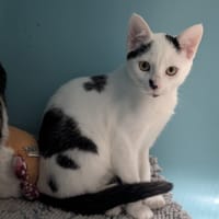 WOODY, chat à adopter