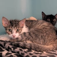 CYBELE, chatte à adopter