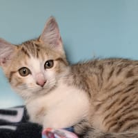 BINKA, chatte à adopter