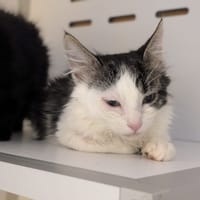 PIOU, chat à adopter