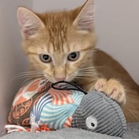 AYRTON, chat à adopter