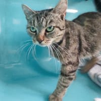 CRAMETTE C, chatte à adopter