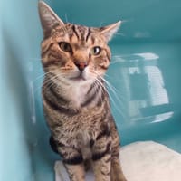 AMAURY C, chat à adopter