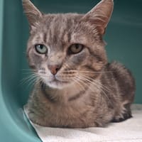 WINOC C, chat à adopter