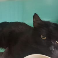 MEDOC C, chat à adopter