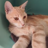 MULOUZ C, chat à adopter