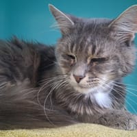 SEDONO C, chat à adopter