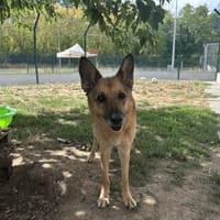 HAWAI, chienne à adopter