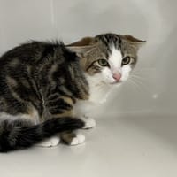 UTILY, chat à adopter