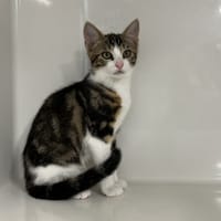 MONO, chat à adopter