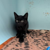 ATSUKO, chat à adopter