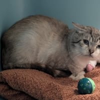 MERLIN, chat à adopter