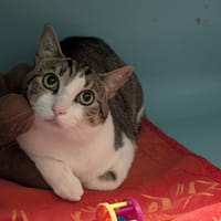 SULLY, chat à adopter