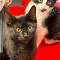 SAYANA, chatte à adopter