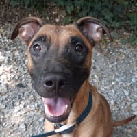Vaiana, chienne à adopter