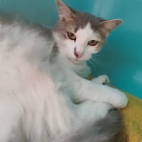 PIGNATA C, chatte à adopter