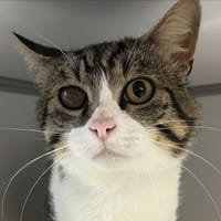 alfred, chat à adopter