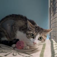 BULLE, chatte à adopter