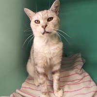 KIMIE C, chatte à adopter