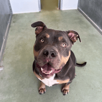 SULLY, chien à adopter
