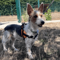 MILOU, chienne à adopter