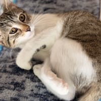 AMBROUILLE, chatte à adopter