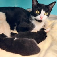 NOISETTE, chatte à adopter