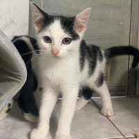 ROZO, chat à adopter