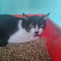 BLEUET, chatte à adopter