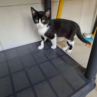 BANJO, chat à adopter