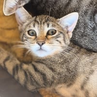 TETOUILLE, chatte à adopter