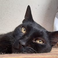 Tomardy, chat à adopter