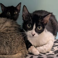 ZEPHYR, chat à adopter