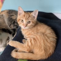 PHOENIX, chat à adopter