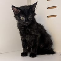 PLUM, chat à adopter