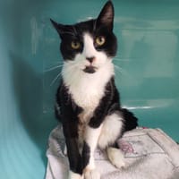WINSTON C, chat à adopter