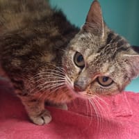 PENELOPE C, chatte à adopter