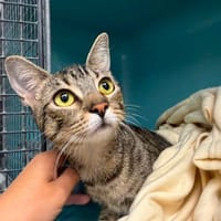GABBY, chatte à adopter