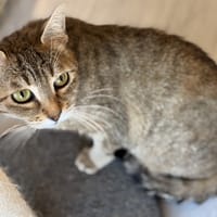 DEBROUILLE, chatte à adopter