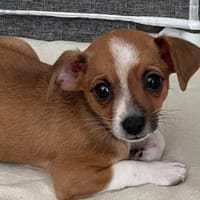 MILO CHAO, chien à adopter