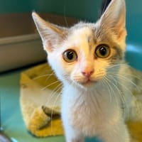 BUDDY, chat à adopter