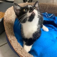 CARLA, chatte à adopter