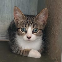 BONNO, chat à adopter