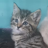 EDWIGE, chatte à adopter