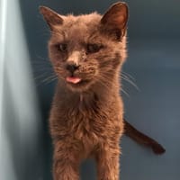 VARANE, chat à adopter