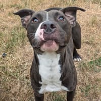 Chance, chien à adopter