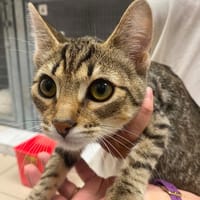 CALZONE, chatte à adopter