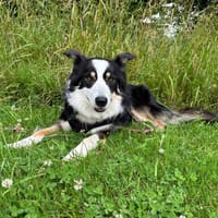 BRULU QCN, chienne à adopter