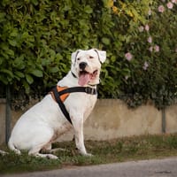 NIKITA, chienne à adopter